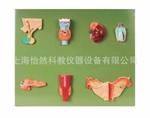 人體內分泌器官模型